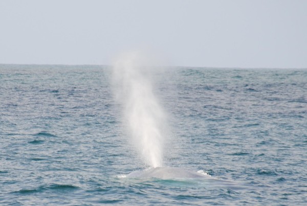 A sighting of the world's largest animal, a very rare Blue Whale, off the Canterbury coast today 
